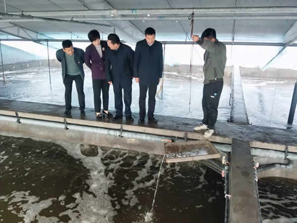 新聞=縣政府王縣長等各級領(lǐng)導(dǎo)一行，蒞臨我司指導(dǎo)檢查生態(tài)循環(huán)養(yǎng)殖工作04.jpg