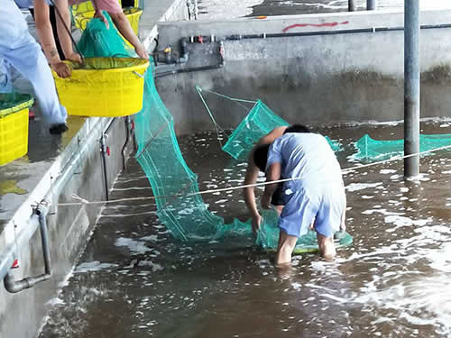 捕蝦現(xiàn)場03