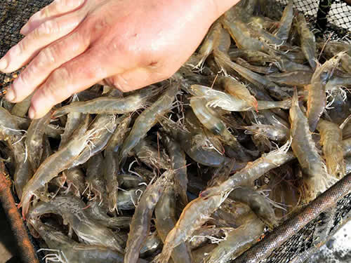 捕蝦現(xiàn)場11