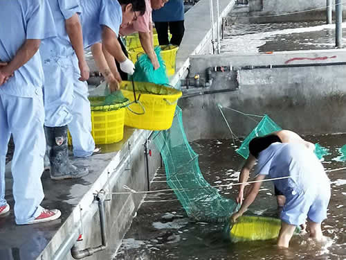 捕蝦現(xiàn)場02