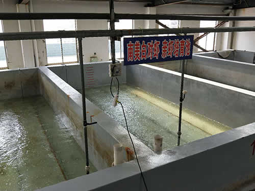 南美白對(duì)蝦 親蝦培育池01